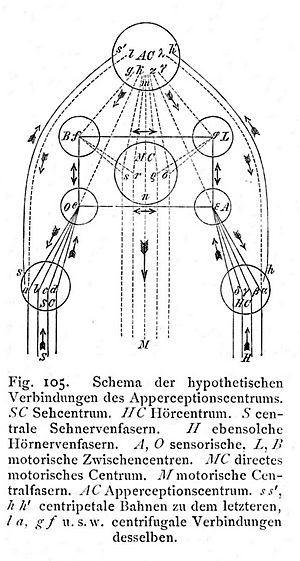 Apperzeptionszentrum (Wundt, Grundzüge, 1903, 5th ed. Vol. 1, p. 324)