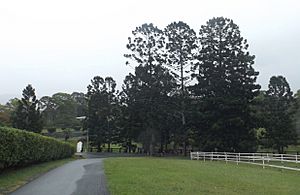 Avenue of Commemorative Trees, Advancetown, Queensland