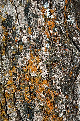 Gambel oak bark
