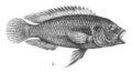 Haplochromis moeruensis