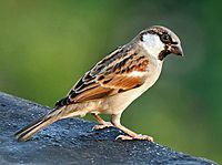 House Sparrow (M) I IMG 7881