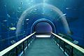Lake Biwa Aquarium