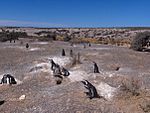 Pingüinera en Puerto Madryn
