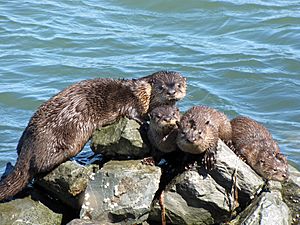 Otters on the riprap at the Richmond Marina in Marina Bay