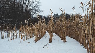 Weathered Corn Field