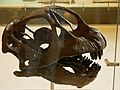 AMNH 467 Camarasaurus skull