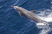 Atlantic spotted dolphin (Stenella frontalis) NOAA.jpg