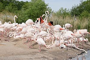 Greater Flamingo at Slimbridge Wetland Centre 22May2019 arp