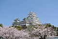 Himeji Castle with cherry blossoms from SouthWest