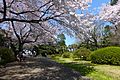 Koishikawa Botanical Gardens - sakura - march31-2015