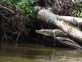 Lounging Crocodile