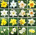 Narcissus - Cultivars