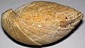 Oleneothyris harlani (fossil brachiopod) (Tertiary; New Egypt, New Jersery, USA) 7