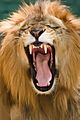 Panthera leo -zoo -yawning-8a