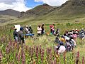 Peru Chenopodium quinoa