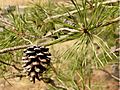 Pinus virginiana Scrub Pine Branch 3200px