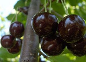 Ripe sour cherries on a branch