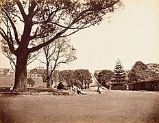 The Domain, Sydney (1870s)