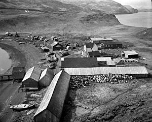 Union Fish Co's codfish station, Pirate Cove, Popof Island, Alaska, June 1912 (COBB 176)