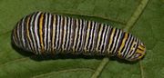 Zebra Swallowtail larva, Megan McCarty46
