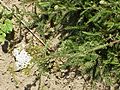 Achillea asplenifolia1