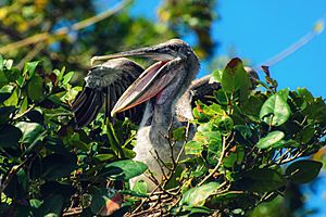 Pelican in the nest