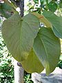 Populus lasiocarpa leaves 01 by Line1
