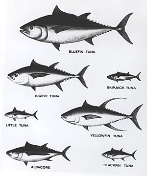 Tuna Relative Sizes
