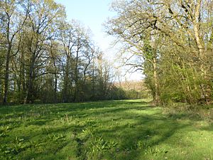 Whittlewood Forest, Say's Copse 5.jpg