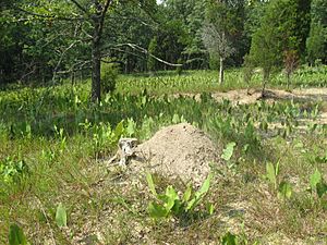 Allegheney mound ant mound