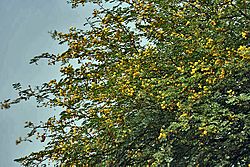 Babool (Acacia nilotica) flowers at Hodal W IMG 1248