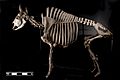 Bison skeleton at MAV-USP