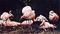 Cluster of Chilean Flamingos (Phoenicopterus chilensis)