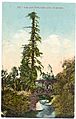 El-palo-alto-tree-california