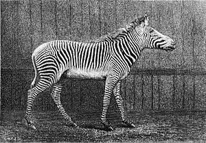 Equus grevyi 1882 (a)