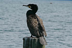 Great Cormorant RWD1