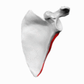 Lateral border of left scapula - animation