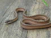 Marsh Brown Snake.jpg