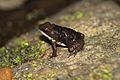 Panama Poison Dart Frog Colostethus panamensis with tadpoles