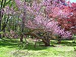 Redbud Tree at Esperanza Estate, New Hartford, CT (May 11, 2019)