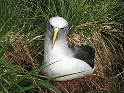 Southern Buller's Albatross