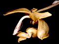 Stanhopea anfracta Orchi 001