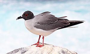 Swallow-tailed-gull