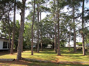 Virginia State School - Forestry plot E of tennis courts, from W (2015)