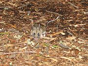 White-footed Mouse, Quetico.jpg