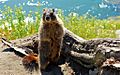 Yellow Bellied Marmot (3516840552)