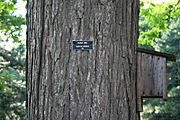 Bark black oak 8771