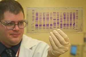 CBP chemist reads a DNA profile