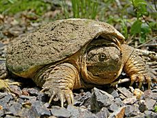 Common Snapping Turtle Close Up