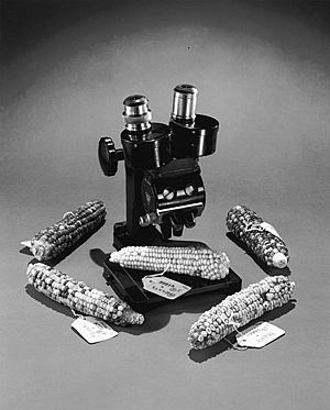 Corn and microscope